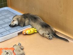 -帕帕拉兹宠物(亚洲旗舰店)