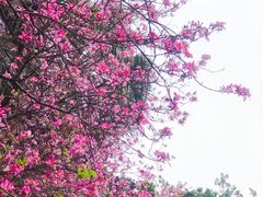 -柳侯公园