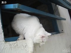 -Babycat私家御饼屋(龙头路一店)