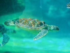 -海合安成都极地海洋公园
