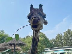 -北京野生动物园