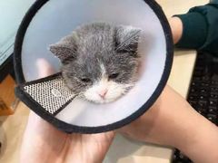 -瑞派康怡24h宠物医院·犬猫医疗中心·微创绝育(瑞景分院)