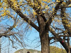 -千年银杏谷文化旅游区