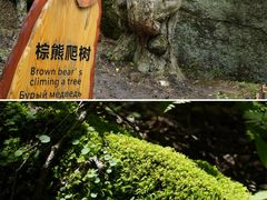-汤旺河林海奇石景区