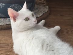 -联萌宠物医院(猫病专科)