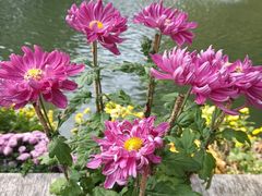-杭州植物园