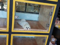 -西元前宠物酒店(郑庄府邸店)