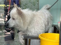 -瑞派动物医院·绝育·犬猫全科·预防医学(光景江南中店)