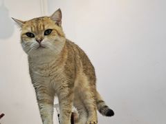 -Heymao猫咖.咖啡厅(东门店)