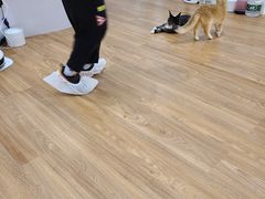 -COLOR PETS 撸猫馆·购猫·猫咖(长风大悦城店)