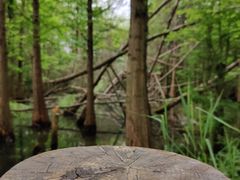 -桤木河湿地公园