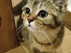 -楼上猫咖(罗湖店)