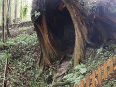 -阿里山神木遗迹