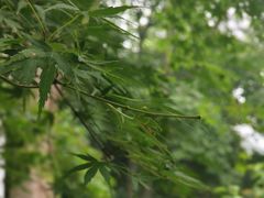 -韬光茶庵