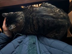 -北京派仕佳德动物医院·超导核磁·CT·神经科·骨科·内外科·急重症管理中心