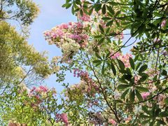 -深圳国际园林花卉博览园