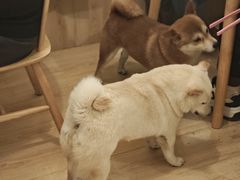 -柴の食堂·日式家庭料理·熊之肆(大学路店)
