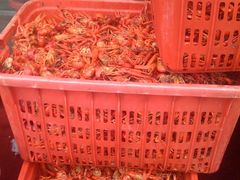 筐装的龙虾-阿胖龙虾小海鲜(宁国南路总店)