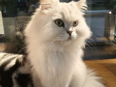 -李小姐の猫咖啡馆(五角场店)