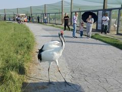 -盐城丹顶鹤湿地生态旅游区