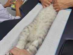 -PETKIT小佩宠物(古北店)