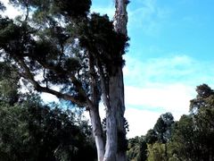 -墨尔本皇家植物园