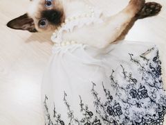 -麒麟缅因猫舍·十五年缅因猫选购中心