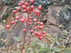 -长春观斋补堂素菜馆