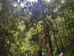 -江西阳明山国家森林公园