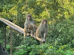 -西双版纳原始森林公园