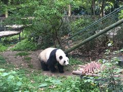 -成都动物园
