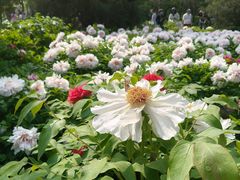 -太阳宫公园