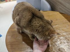 -藏猫猫咖啡主题馆(中央大道店)