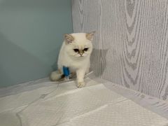 -纳吉亚猫专科动物医院·北北分院