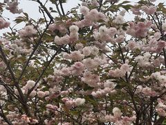 -天适樱花悠乐园