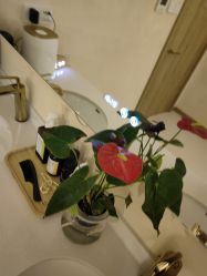 -隐逸SPA