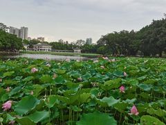 -荔湾湖公园
