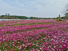 -海珠湖公园