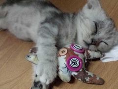 -Bastet sally猫舍购宠(静安店)