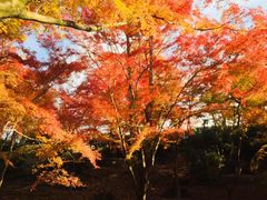-西芳寺(苔寺)