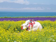 -青海湖国家重点风景名胜区