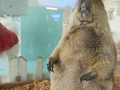 -怪兽屋·羊驼·猫咖·狗咖(俊华广场店)