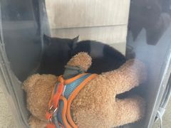 -宠颐生动物医院·猫科·心脏科(海口分院)