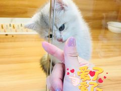 -猫十亿·布偶金渐层·曼基康矮脚猫舍(青年路店)
