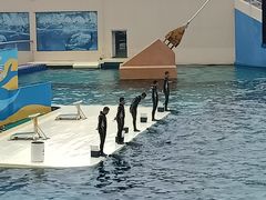 -秦皇岛乐岛海洋王国