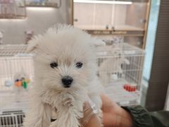 -翊宠yipet猫狗购宠庄园犬舍•猫舍