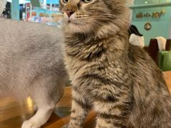 -猫小院猫主题餐厅(三里屯店)