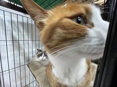 -四月宠物医院·猫专科·心脏专科·内科(转塘店)