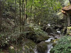 -天目山大树王景区