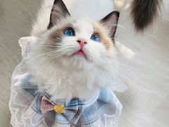 -猫十亿·布偶金渐层·曼基康矮脚猫舍(青年路店)